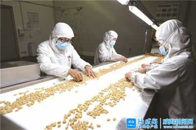 “金豆豆”托起致富夢(mèng) 中糧山萃花生制品（威海）的產(chǎn)業(yè)振興之路